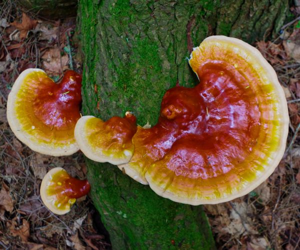 Reishi